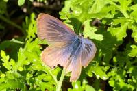 Lampides boeticus