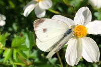 Pieris rapae