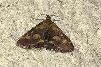 Pyrausta purpuralis