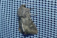 Luperina testacea