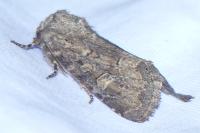 Luperina testacea
