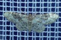 Idaea rusticata