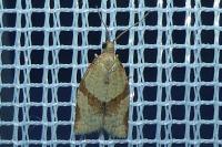 Clepsis consimilana