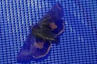 Noctua janthina