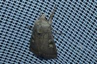 Xestia xanthographa