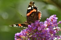 Vanessa atalanta