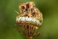 Sitochroa palealis