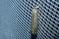 Agriphila geniculea