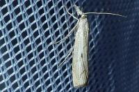 Agriphila geniculea