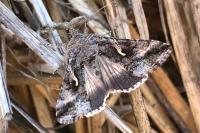 Autographa gamma
