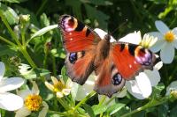 Aglais io