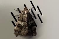 Catocala coniuncta