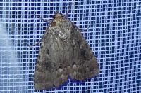 Amphipyra berbera/pyramidea