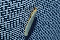 Manulea complana