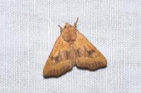Atethmia centrago