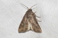 Luperina testacea