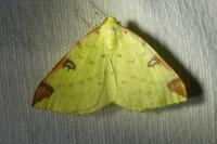 Opisthograptis luteolata