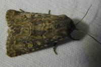 Luperina testacea
