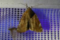 Cosmia affinis