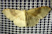 Idaea degeneraria