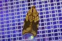 Acleris rhombana