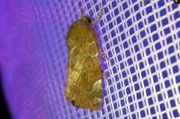 Cosmia affinis