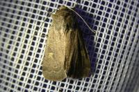 Xestia xanthographa