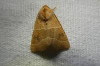 Atethmia centrago