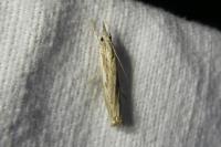 Agriphila inquinatella