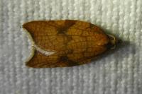 Acleris rhombana