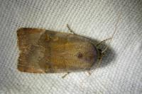 Noctua janthe/janthina