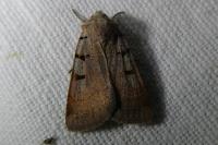 Eugnorisma glareosa