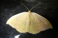 Watsonalla binaria