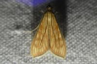 Antigastra catalaunalis