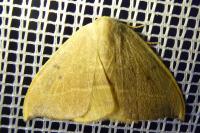 Watsonalla binaria