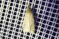 Eudonia pallida
