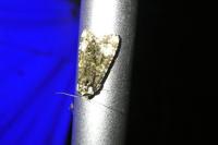 Craniophora ligustri