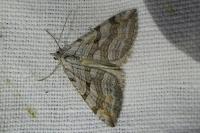 Aplocera efformata/plagiata