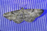Peribatodes rhomboidaria