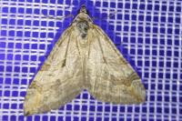 Aplocera efformata/plagiata