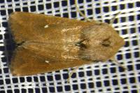 Mythimna albipuncta