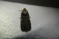 Xestia c-nigrum