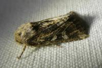 Luperina dumerilii