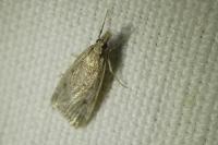 Eudonia pallida