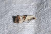 Cochylis hybridella