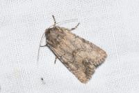 Luperina testacea