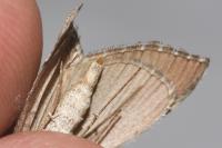 Aplocera plagiata