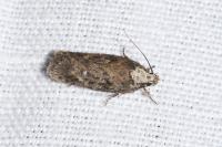 Depressaria douglasella