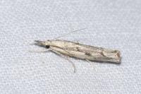 Agriphila geniculea