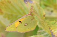 Colias crocea